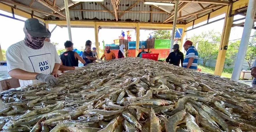 expor udang